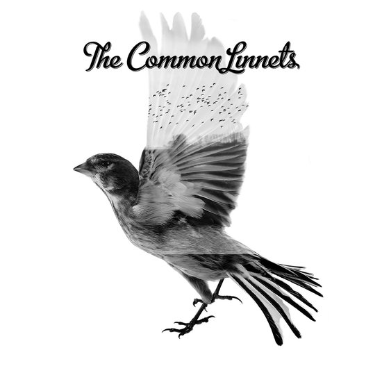 Top 10 Top 10 Country: The Common Linnets